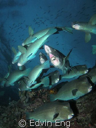 A school of bumpheads, doing the U-turn! Taken in Sipadan... by Edvin Eng 